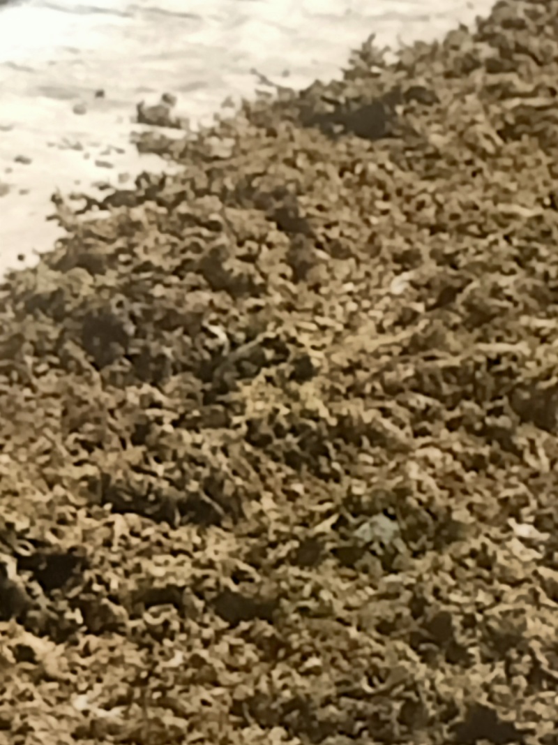 【热销】浙江梅干菜全国包邮基地直发对接全国物美价廉