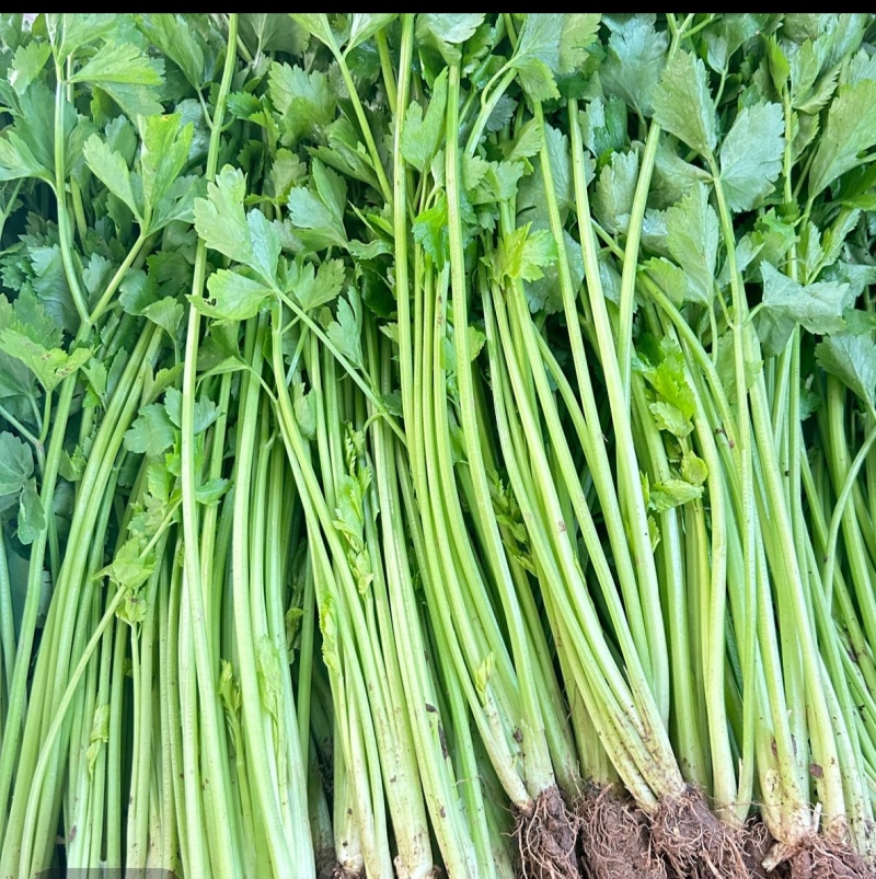 代办各种云南高山露天蔬联系电话***********