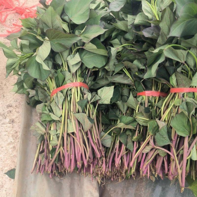 涉县本地蜜薯红薯苗热卖中
