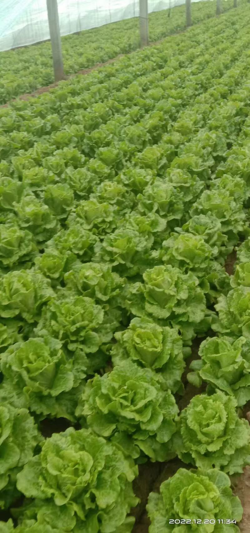 精品意大利生菜产地直发保质保量代发全国欢迎来电咨询