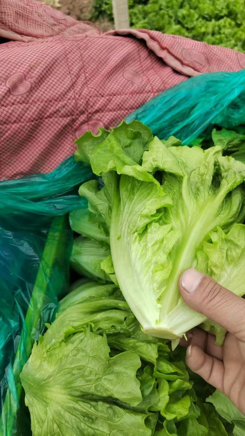 精品意大利生菜产地直发保质保量代发全国欢迎来电咨询