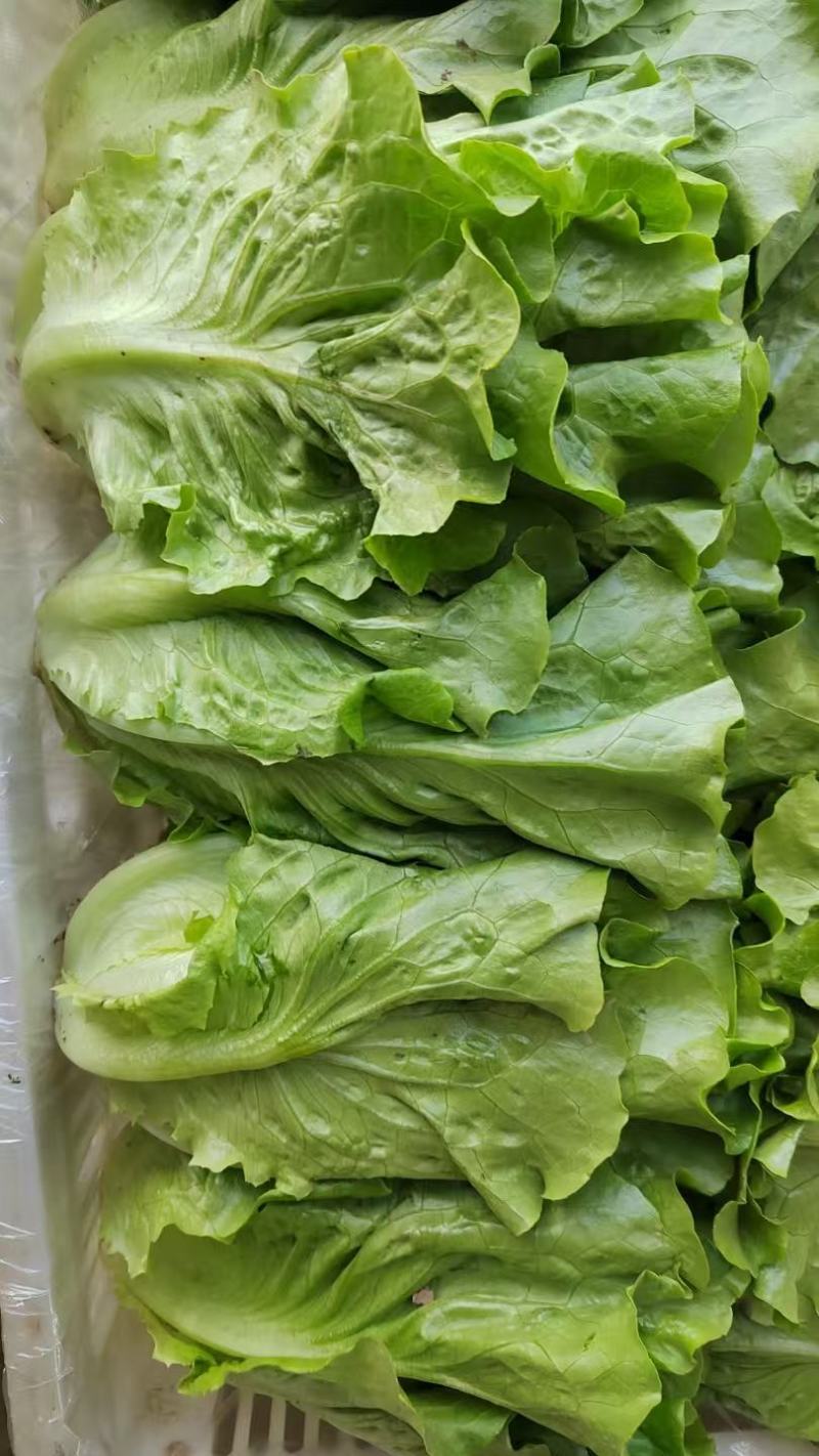 精品意大利生菜产地直发保质保量代发全国欢迎来电咨询
