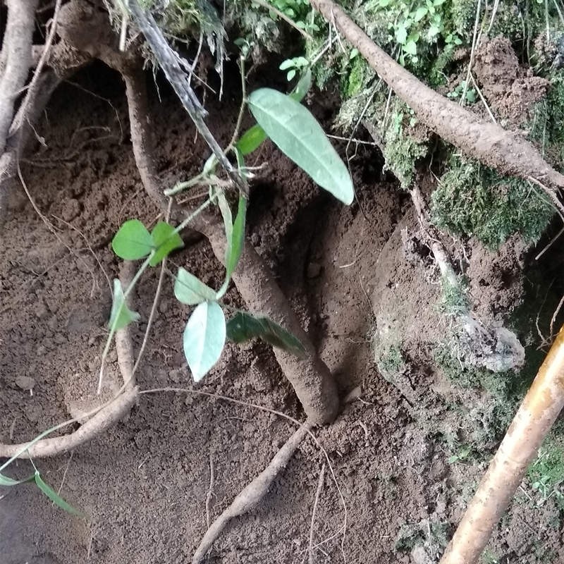正宗野生小叶牛新鲜甘草牛现挖野生牛大力山莲藕