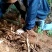 正宗野生小叶牛新鲜甘草牛现挖野生牛大力山莲藕