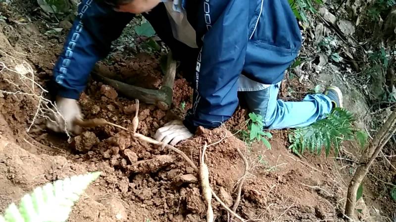 正宗野生小叶牛新鲜甘草牛现挖野生牛大力山莲藕
