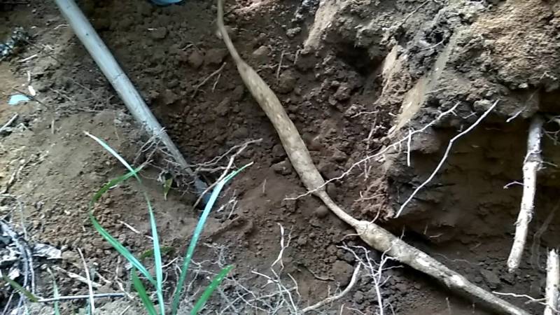 正宗野生小叶牛新鲜甘草牛现挖野生牛大力山莲藕