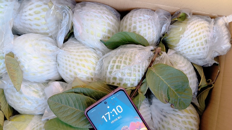 南沙产区白心珍珠番石榴/脆甜爽口/基地直供