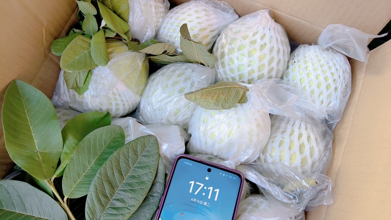 南沙产区白心珍珠番石榴/脆甜爽口/基地直供