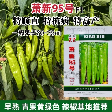 黄绿皮辣椒种子萧新95号特大羊角椒种子早熟特高产顺直光亮