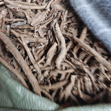 地骨皮