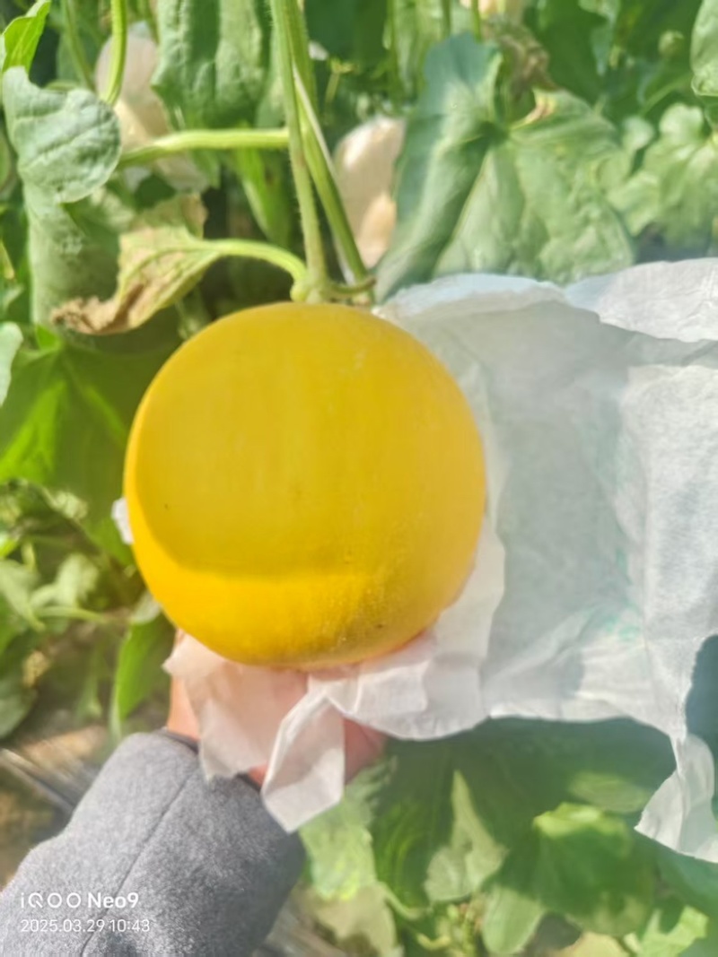 久红瑞甜瓜水果瓜果类甜瓜