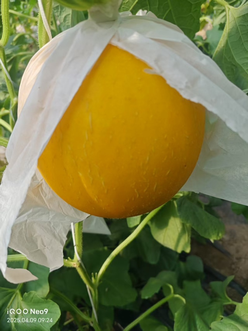 久红瑞甜瓜水果瓜果类甜瓜