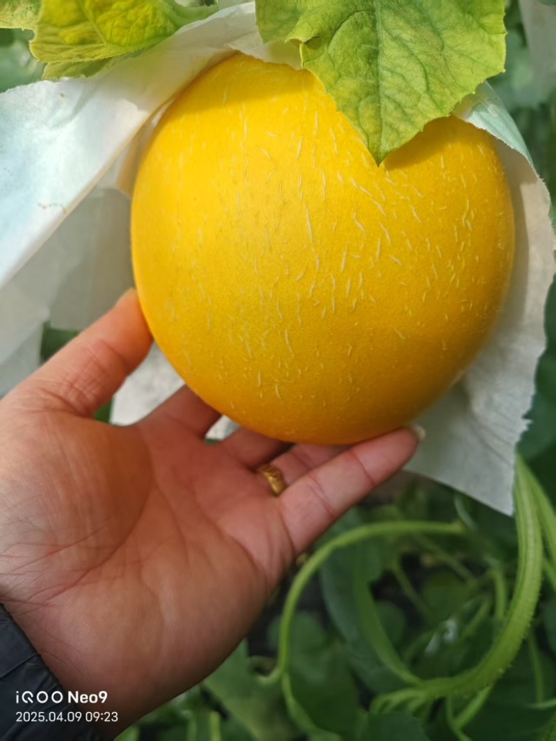 久红瑞甜瓜水果瓜果类甜瓜