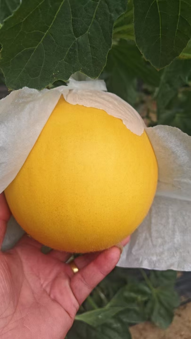 久红瑞甜瓜水果瓜果类甜瓜
