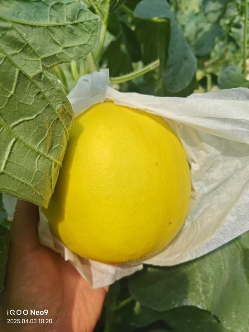 久红瑞甜瓜水果瓜果类甜瓜