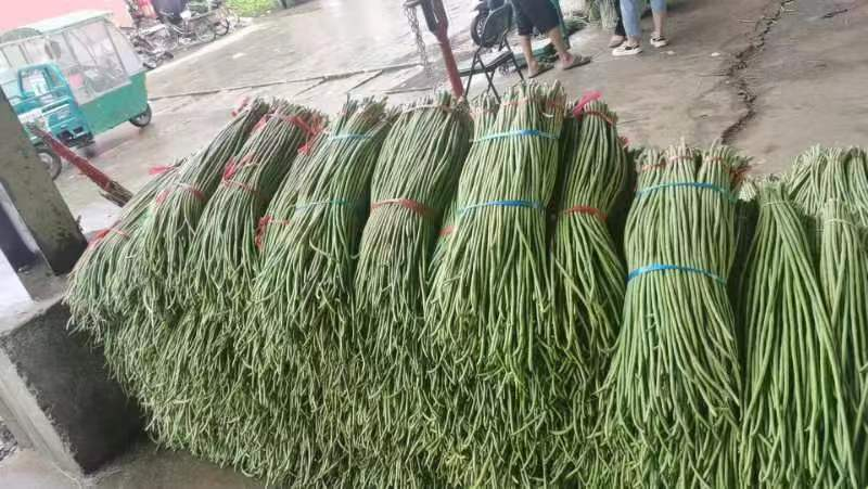 江苏精品豆角，诚信代办，货真价实，一手货源，品质保证