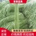 江苏精品豆角，诚信代办，货真价实，一手货源，品质保证