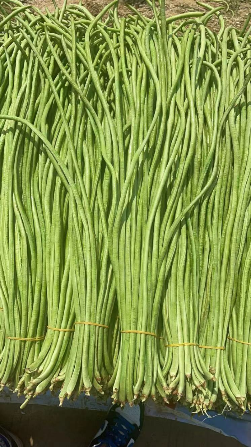 江苏精品豆角，诚信代办，货真价实，一手货源，品质保证