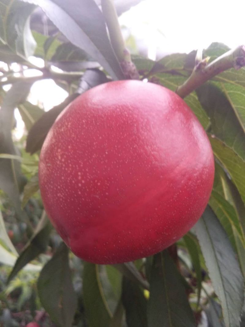 大棚珍珠油桃，枣油桃