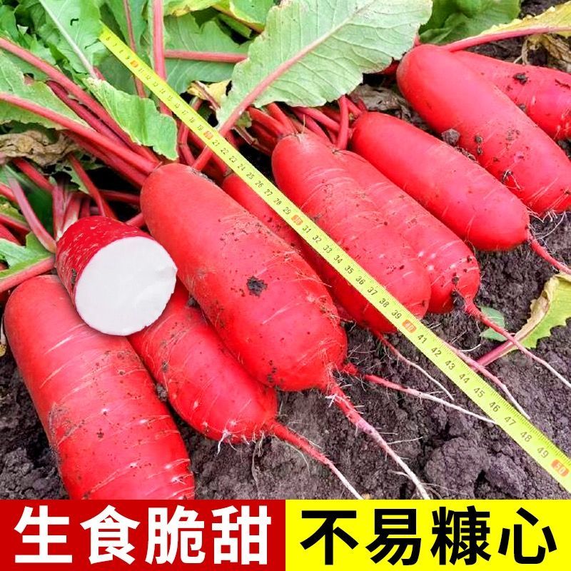 抗热红将军萝卜种子高产抗病耐热不糠心红萝卜