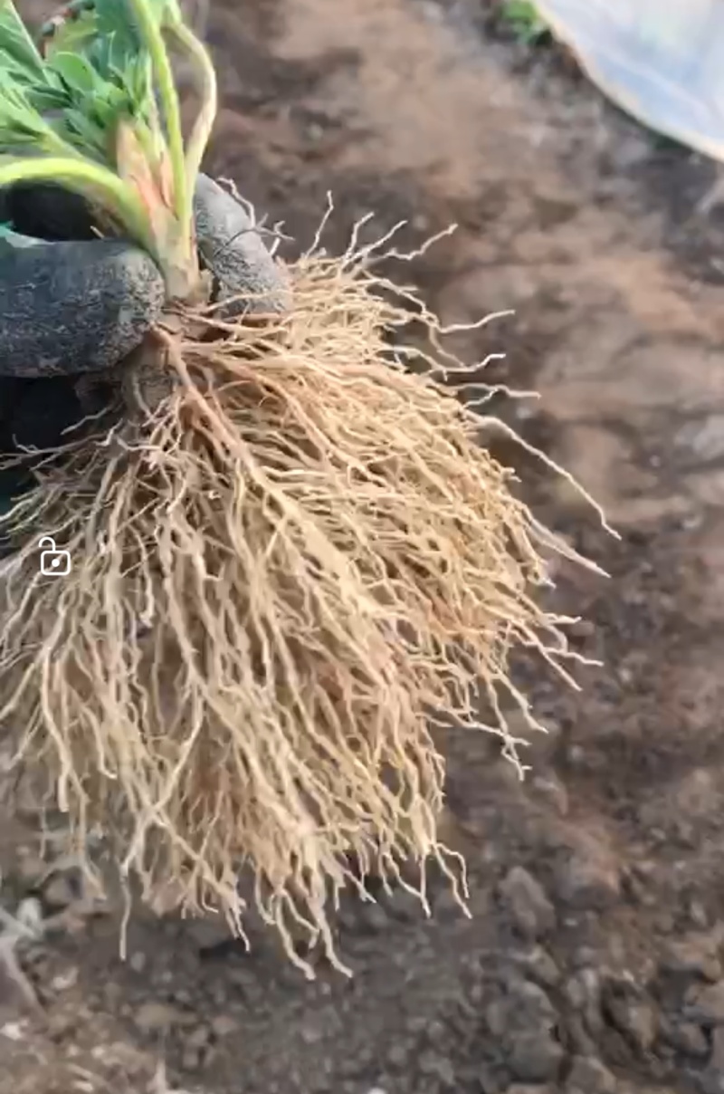 大叶宁玉草莓苗，秒香草莓苗产地直发量大从优