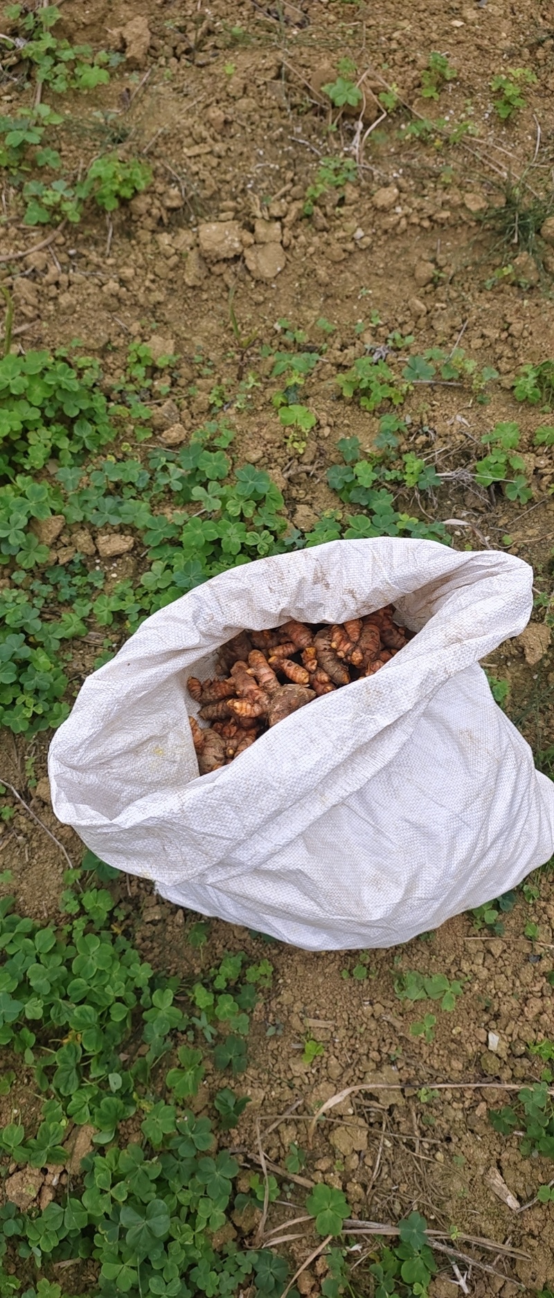 广西《土姜黄》药厂检测达标含量6.9以上自家种植欢迎考察
