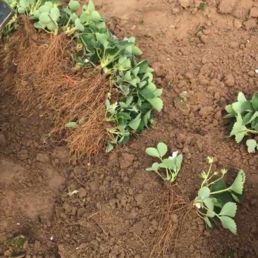 徐州优质各种草莓苗规格齐全量大从优产地直发