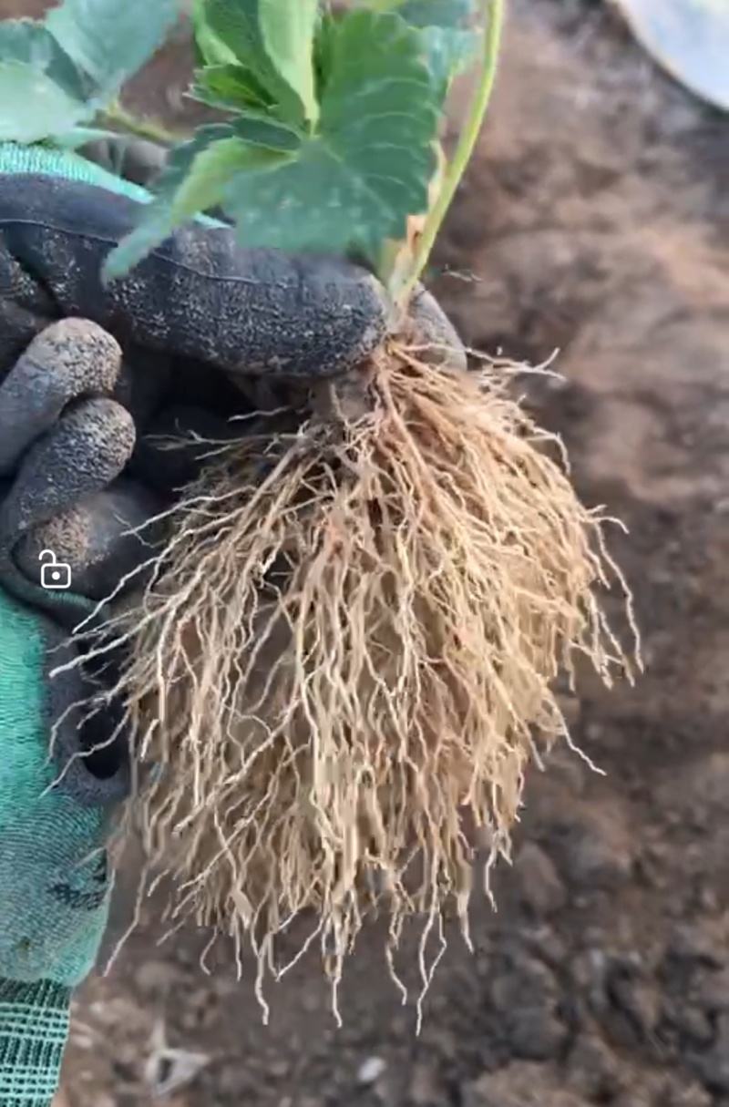 宁玉草莓苗，秒香草莓苗！产地直发量大从优
