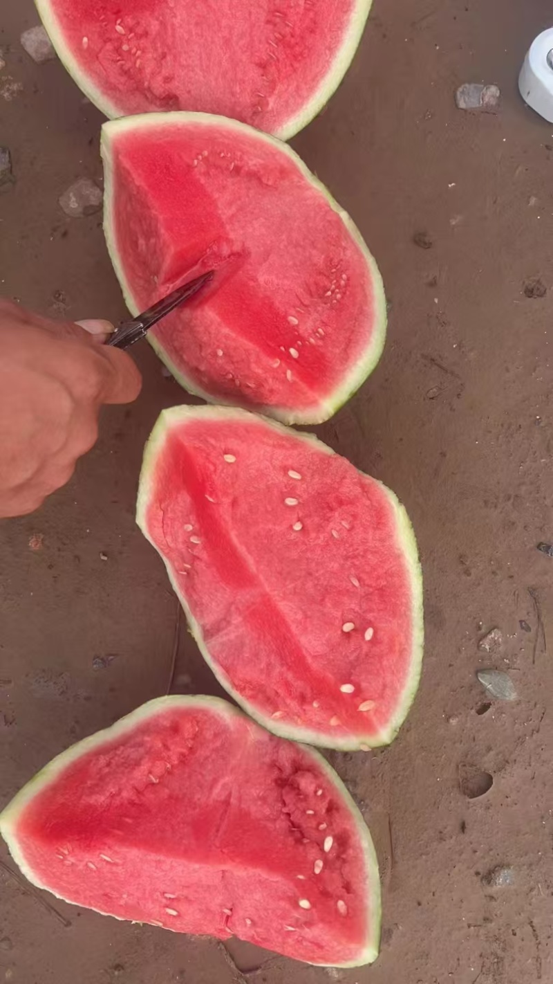 美都西瓜大量上市，一手货源质量好，支持各种包装价格不高。