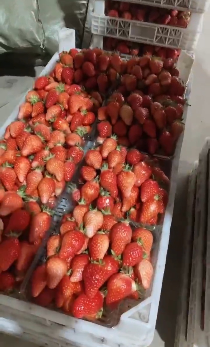 耿集优质奶油草莓量大从优规格齐全价格透明