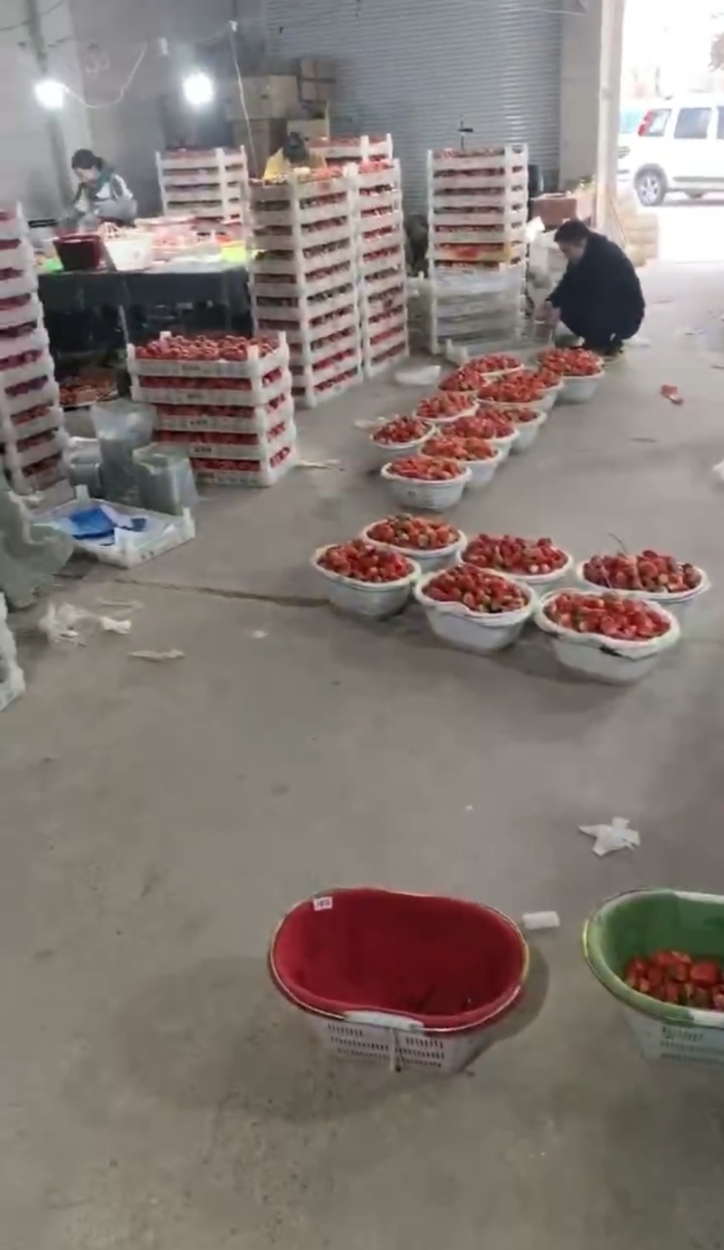 江苏徐州优质宁玉.妙香草莓，基地新鲜供应量大从优