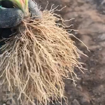 出售优质大叶宁玉草莓苗，秒香草莓苗！价格透明