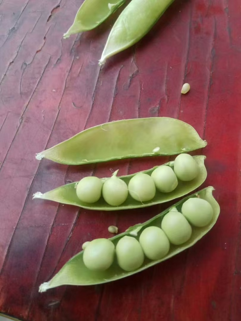 城固县带壳豌豆大量上市，一手货源，产地发货，对接商超全国