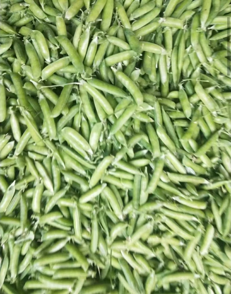 城固县带壳豌豆大量上市，一手货源，产地发货，对接商超全国