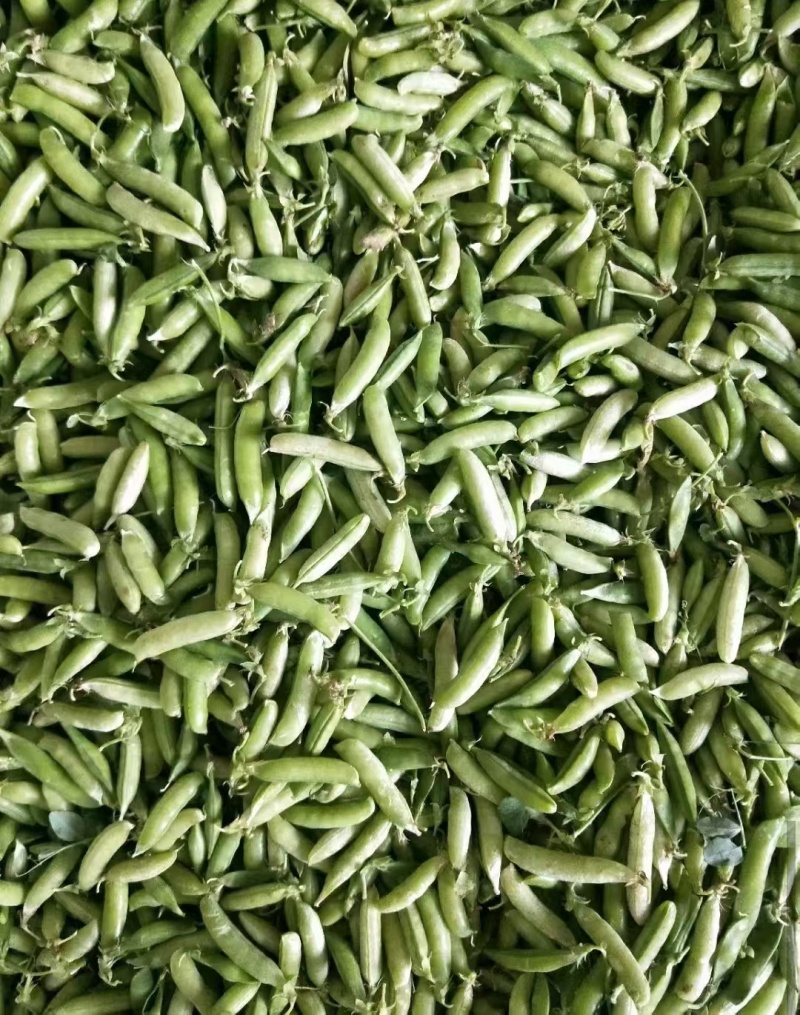 城固县带壳豌豆大量上市，一手货源，产地发货，对接商超全国