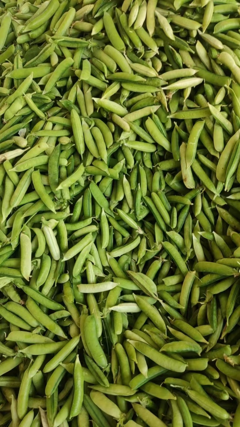 城固县带壳豌豆大量上市，一手货源，产地发货，对接商超全国
