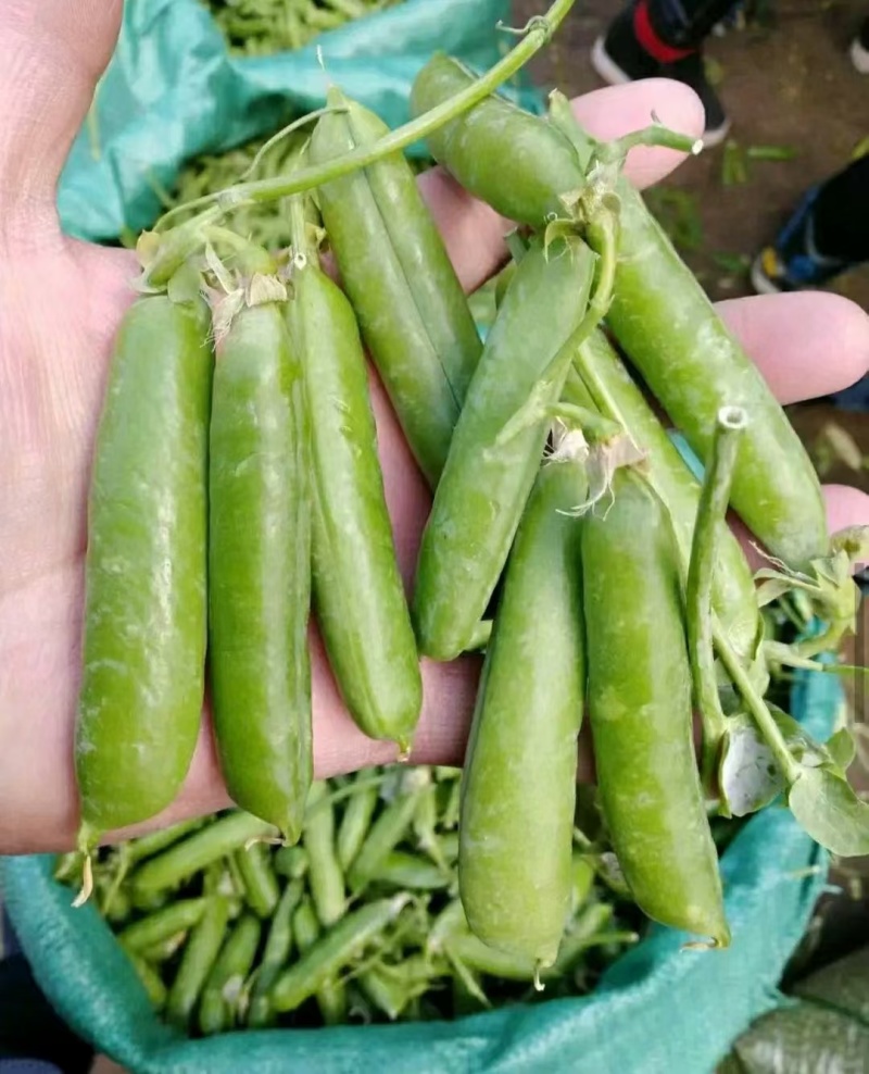 城固县带壳豌豆大量上市，一手货源，产地发货，对接商超全国