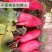 抗热红丰808萝卜种子早熟高产耐热春夏季播红皮萝卜种籽