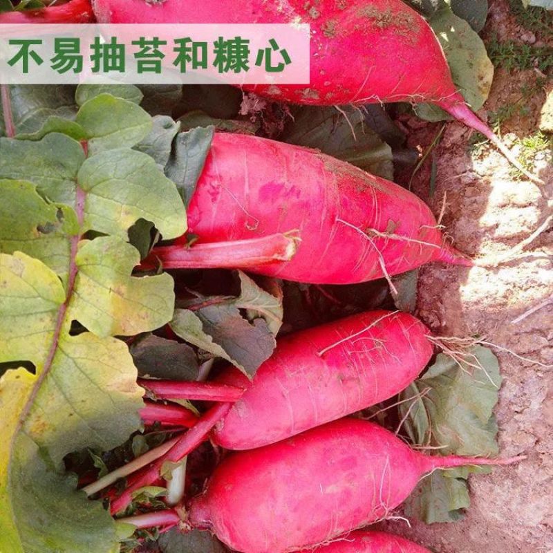抗热红丰808萝卜种子早熟高产耐热春夏季播红皮萝卜种籽