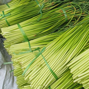 精品红帽蒜苔大量上市，基地直发，欢迎各位老板订购，