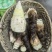 野生楠竹笋