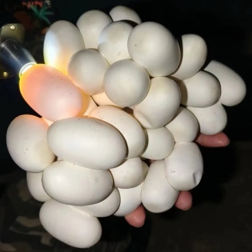 出水律眼镜蛇蛋量大可优惠特级蛋