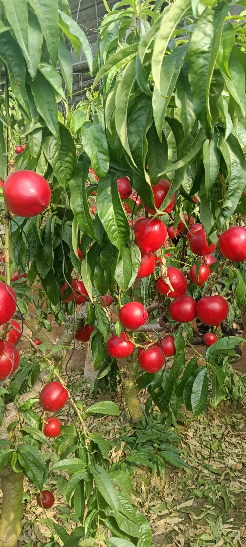 【畅销】河北金奥红油桃基地直发保质保量现摘现发一条龙服务