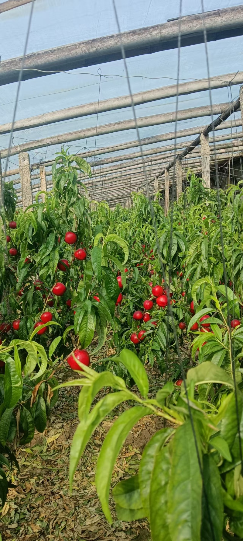 【畅销】河北金奥红油桃基地直发保质保量现摘现发一条龙服务