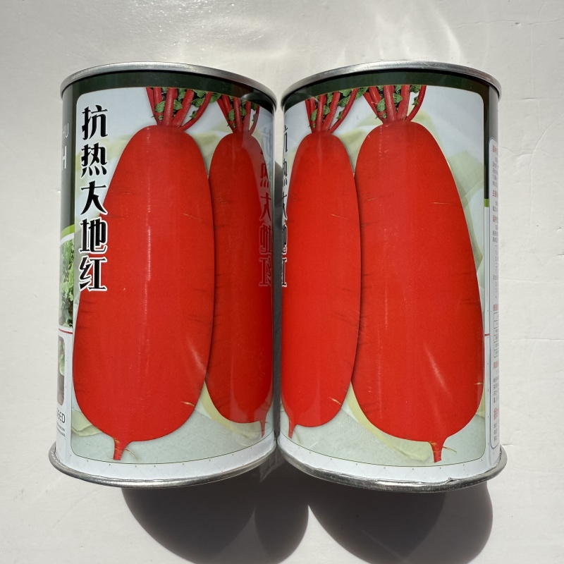 抗热大地红萝卜种子耐热速生长红皮白肉萝卜种子高产大田基地