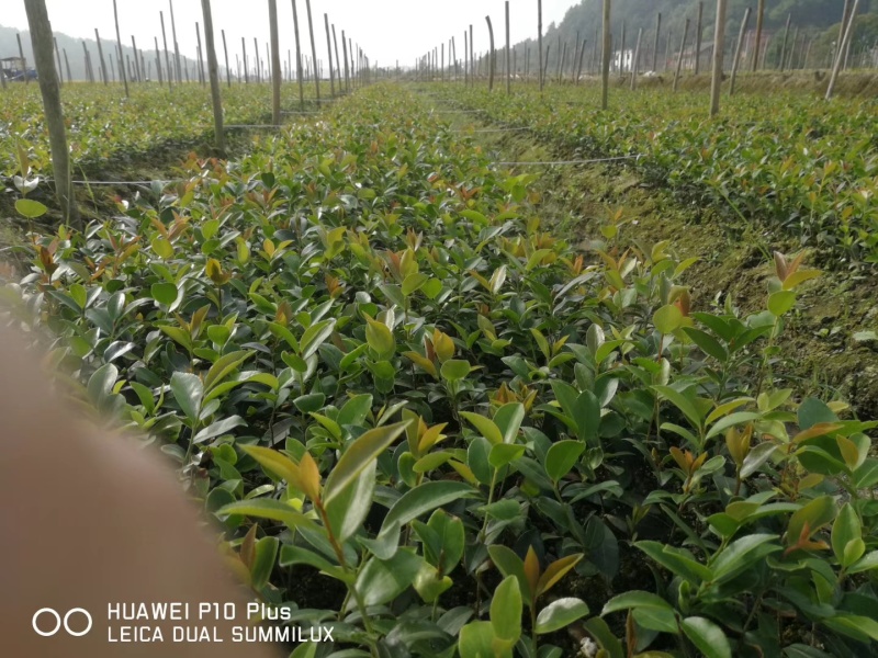 油茶苗