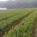 油茶苗