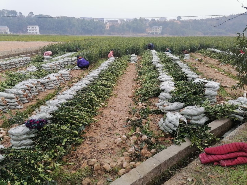 油茶苗