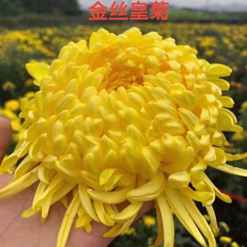 馒头金丝皇菊老根苗扦插苗早熟婺源皇菊老根苗和扦插苗