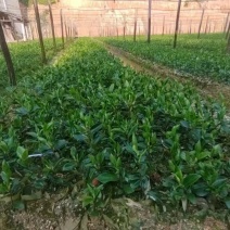 油茶苗
